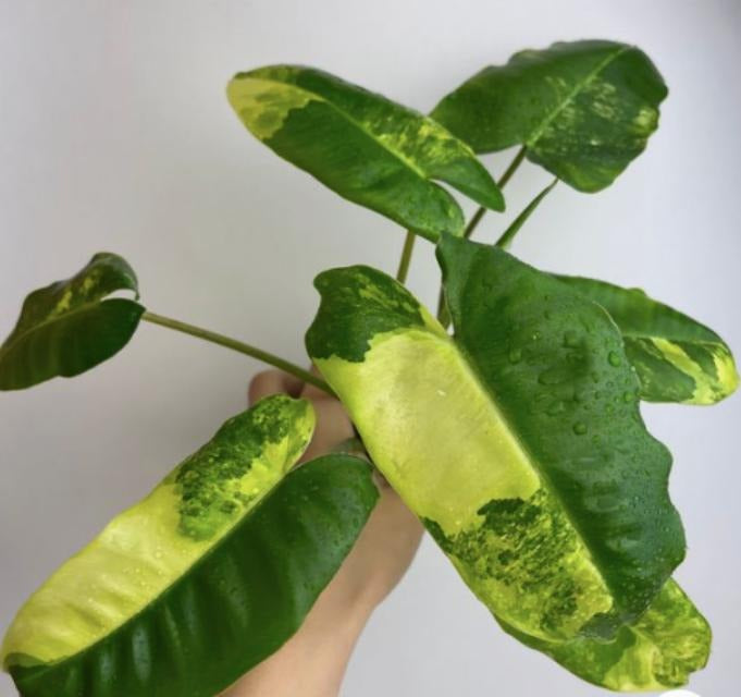 Philodendron Burle Marxii Variegated TC | Grower's Choice, Macau Collection