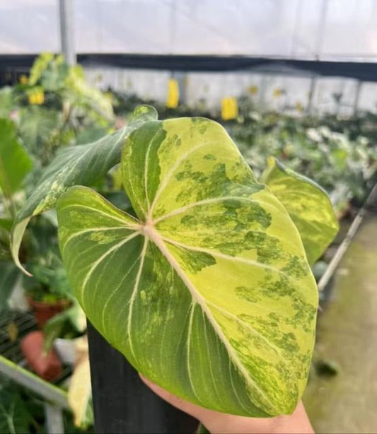 Philodendron gloriosum var. tricolor Tissue Culture