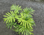Philodendron bipinnatifidum variegated TC | Grower's Choice, Macau Collection
