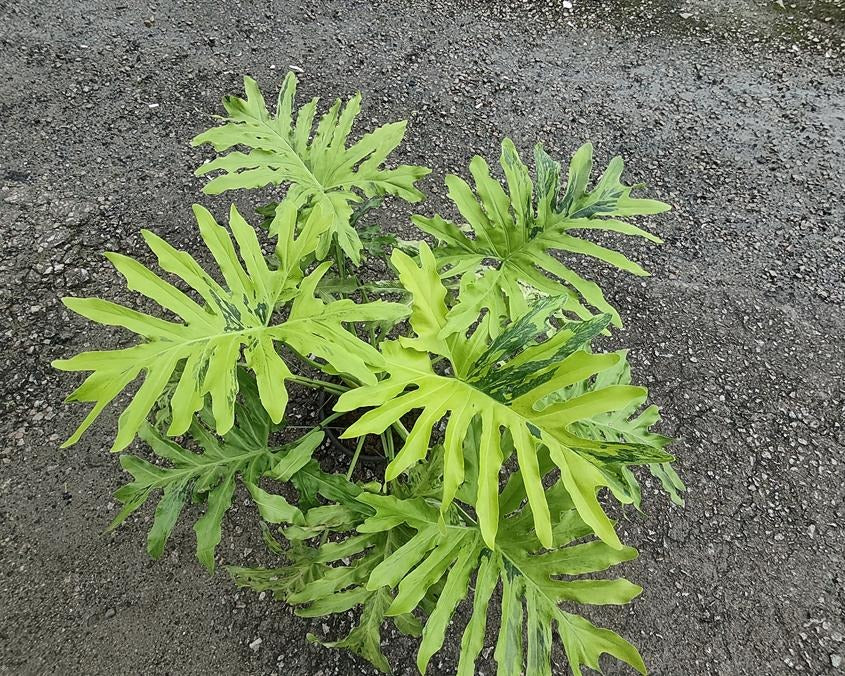 Philodendron bipinnatifidum variegated TC | Grower's Choice, Macau Collection
