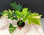 Philodendron hope variegated TC | Grower's Choice, Macau Collection