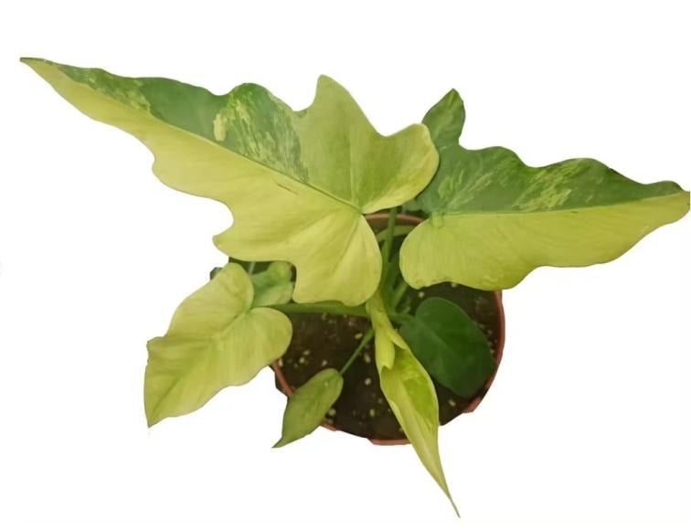 philodendron radiatum variegated TC | Grower's Choice, Macau Collection