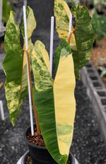 Philodendron billietiae variegated 100% Maintain variegated TC | Grower's Choice, Macau Collection