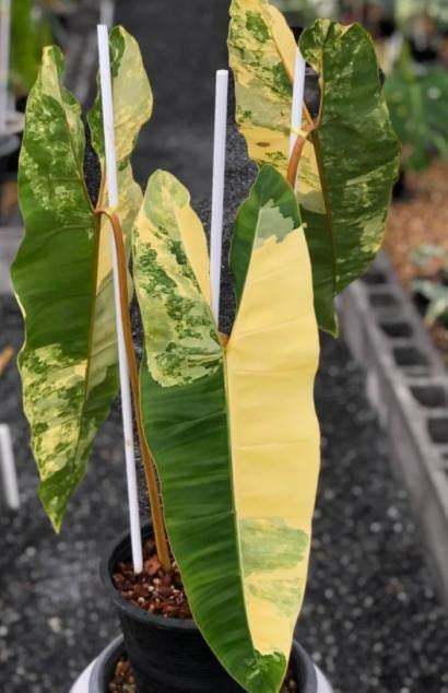 Philodendron billietiae variegated 100% Maintain variegated TC | Grower's Choice, Macau Collection