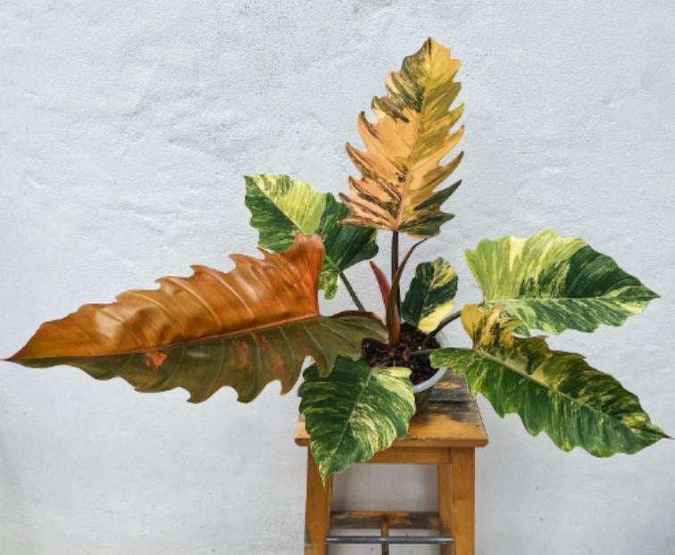 Philodendron Caramel Marble Variegated A Quality TC | Grower's Choice, Macau Collection