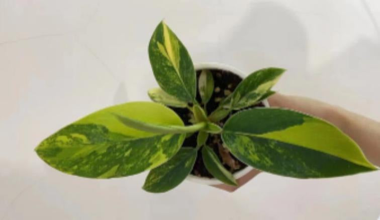 Philodendron Green imperial variegated TC | Grower's Choice, Macau Collection