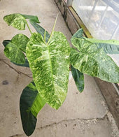 Philodendron 'Jose Buono' TC | Grower's Choice, Macau Collection