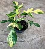 Philodendron Florida Beautiy Variegated TC | Grower's Choice, Macau Collection