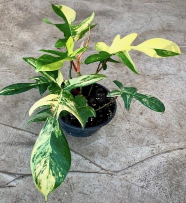 Philodendron Florida Beautiy Variegated TC | Grower's Choice, Macau Collection