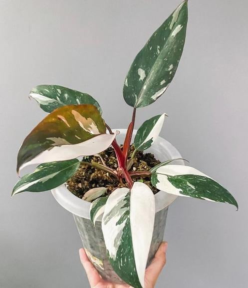 Philodendron andreson TC | Grower's Choice, Macau Collection