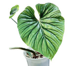 Philodendron Plowmanii 'Black Face' TC | Grower's Choice, Macau Collection