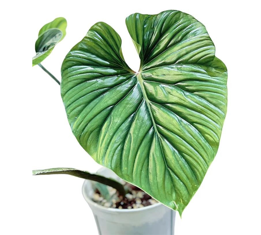 Philodendron Plowmanii 'Black Face' TC | Grower's Choice, Macau Collection