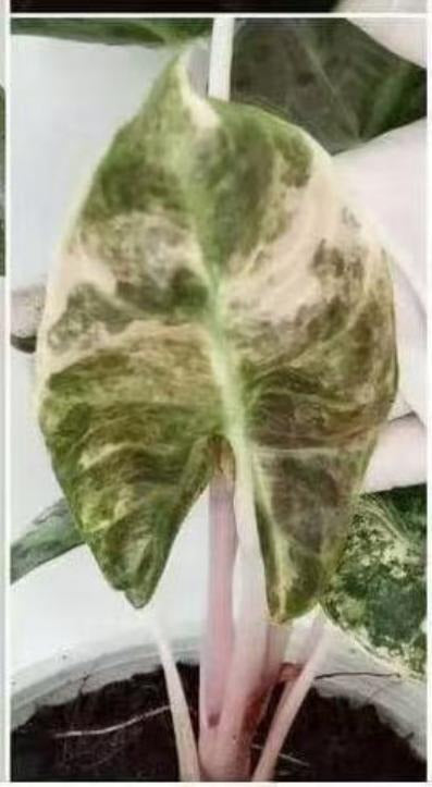 Pink dargon variegated B quality TC | Grower's Choice, Macau Collection