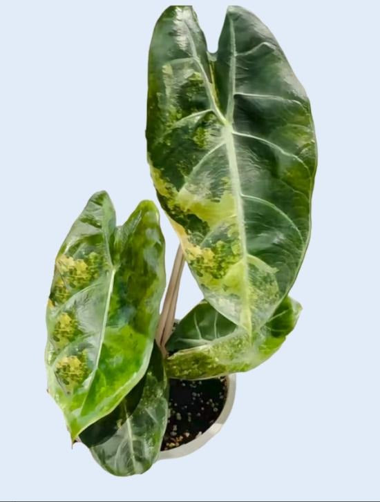 Pink dargon aurea var TC | Grower's Choice, Macau Collection