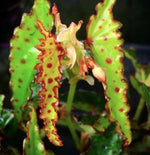 Pink Spotted Begonia amphioxus TC | Grower's Choice, Macau Collection