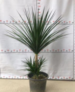 Pleomele angustifolia TC | Grower's Choice, Macau Collection