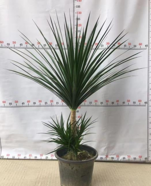 Pleomele angustifolia TC | Grower's Choice, Macau Collection