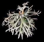 Platycerium wllinckii 'jade girl' TC | Grower's Choice, Macau Collection