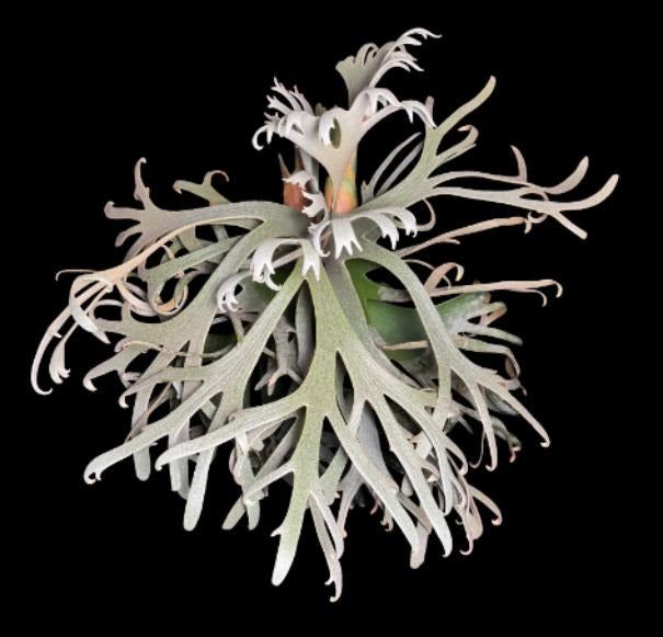 Platycerium wllinckii 'jade girl' TC | Grower's Choice, Macau Collection