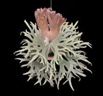Platycerium willinckii 'Bacteria' TC | Grower's Choice, Macau Collection