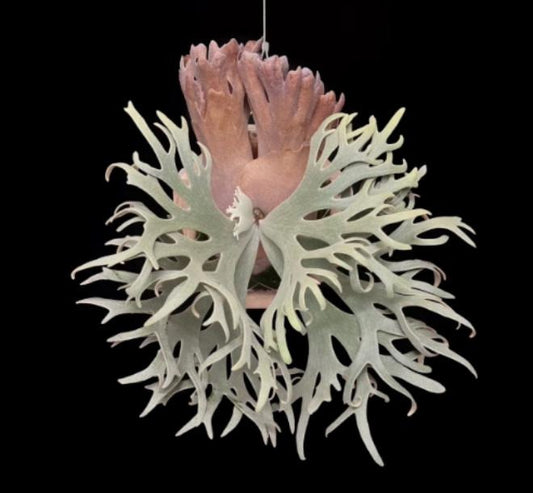Platycerium willinckii 'Bacteria' TC | Grower's Choice, Macau Collection
