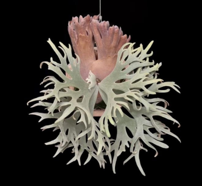 Platycerium willinckii 'Bacteria' TC | Grower's Choice, Macau Collection