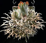 Platycerium wllinckii‘OMG’ TC | Grower's Choice, Macau Collection