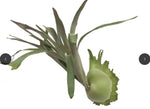 Platycerium veitchii TC | Grower's Choice, Macau Collection