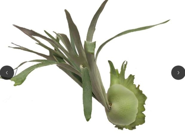 Platycerium veitchii TC | Grower's Choice, Macau Collection
