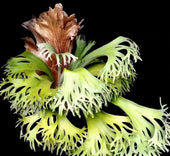 Platycerium ssfoong TC | Grower's Choice, Macau Collection