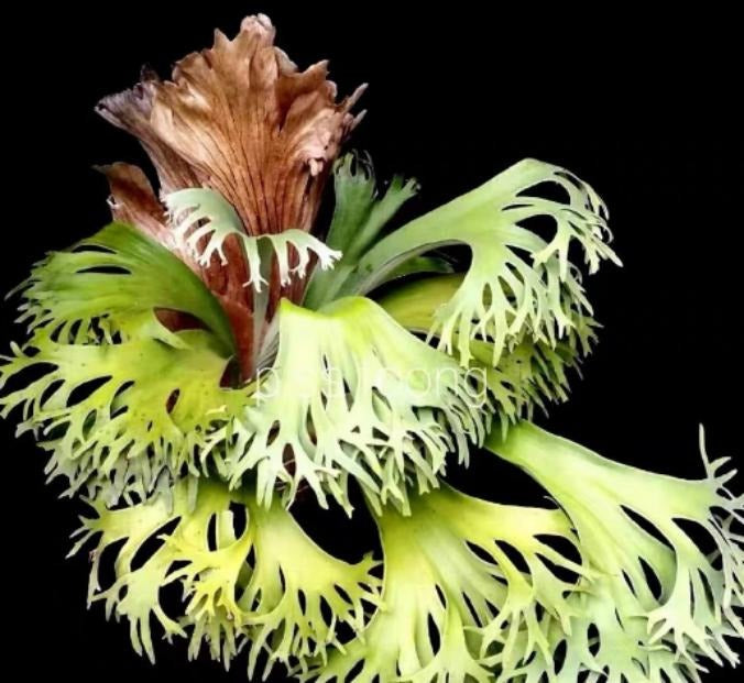 Platycerium ssfoong TC | Grower's Choice, Macau Collection