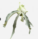 Platycerium 'OMO' TC | Grower's Choice, Macau Collection