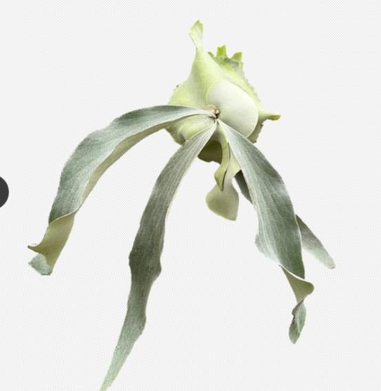 Platycerium 'OMO' TC | Grower's Choice, Macau Collection