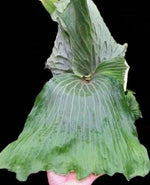 Platycerium Erawan TC | Grower's Choice, Macau Collection