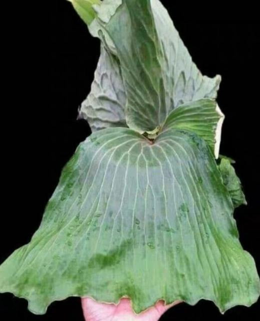 Platycerium Erawan TC | Grower's Choice, Macau Collection