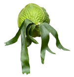 Platycerium Horn’s Surprise TC | Grower's Choice, Macau Collection