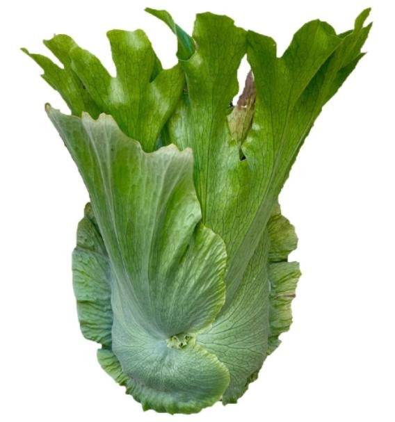 Platycerium wandae TC | Grower's Choice, Macau Collection