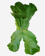Platycerium elephantotis TC | Grower's Choice, Macau Collection