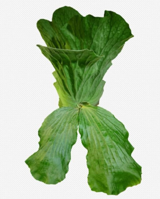 Platycerium elephantotis TC | Grower's Choice, Macau Collection