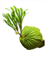 Platycerium ridleyi TC | Grower's Choice, Macau Collection