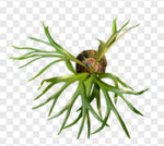 Platycerium alcicorne-Africa TC | Grower's Choice, Macau Collection