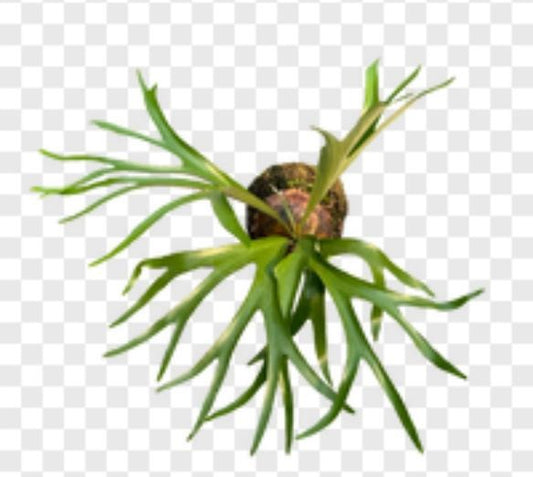 Platycerium alcicorne-Africa TC | Grower's Choice, Macau Collection