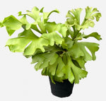 Platycerium ridleyi'Round found' TC | Grower's Choice, Macau Collection