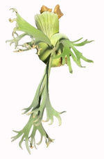 Platycerium willinckii'Bali' TC | Grower's Choice, Macau Collection