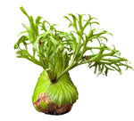 Platycerium Mt.Kitshakood TC | Grower's Choice, Macau Collection