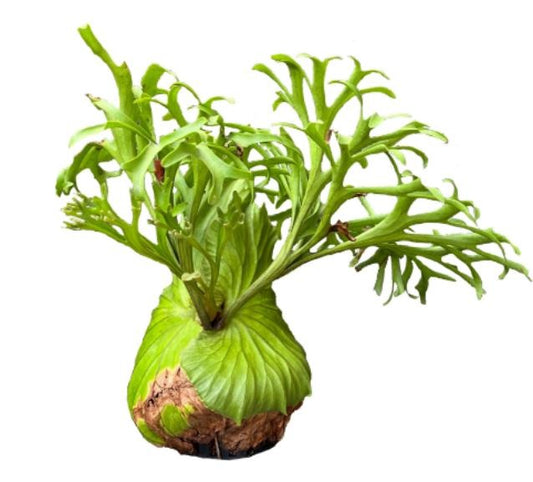 Platycerium Mt.Kitshakood TC | Grower's Choice, Macau Collection