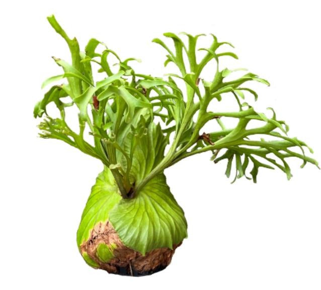 Platycerium Mt.Kitshakood TC | Grower's Choice, Macau Collection