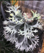 Platycerium bifur sp.white TC | Grower's Choice, Macau Collection