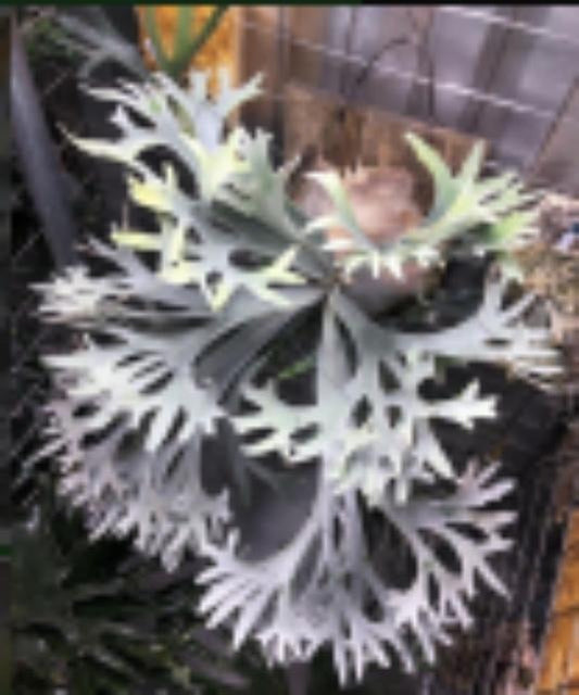 Platycerium bifur sp.white TC | Grower's Choice, Macau Collection