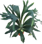 Platycerium bifurcatum ‘Netherlands’ TC | Grower's Choice, Macau Collection